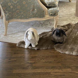 Lorem ipsum dolor sit amet.