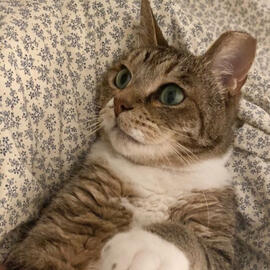 Lorem ipsum dolor sit amet.